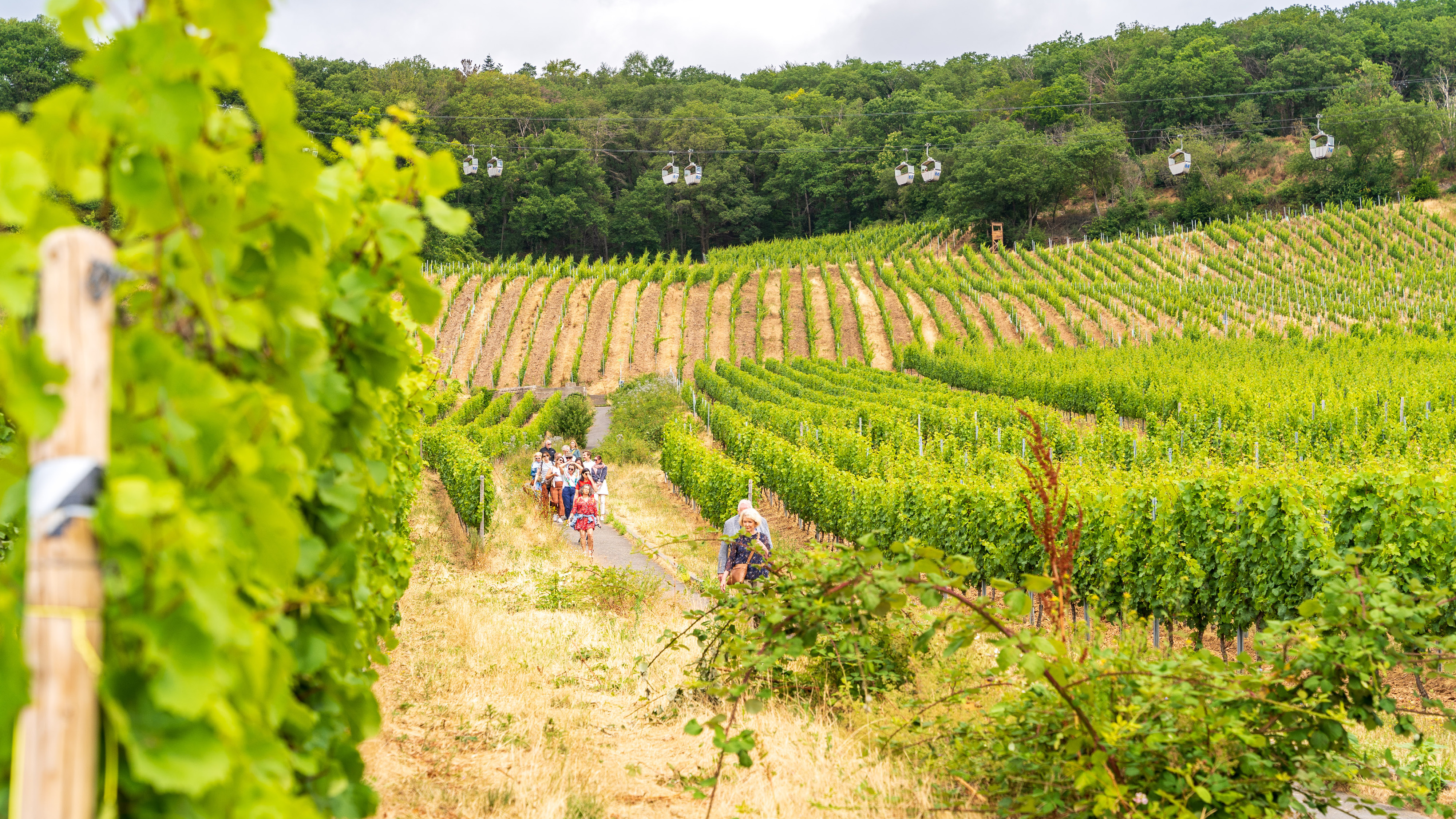 Gruppe läuft durch die Weinberge in Rüdesheim, im Hintergrund ist die Seilbahn zu sehen.