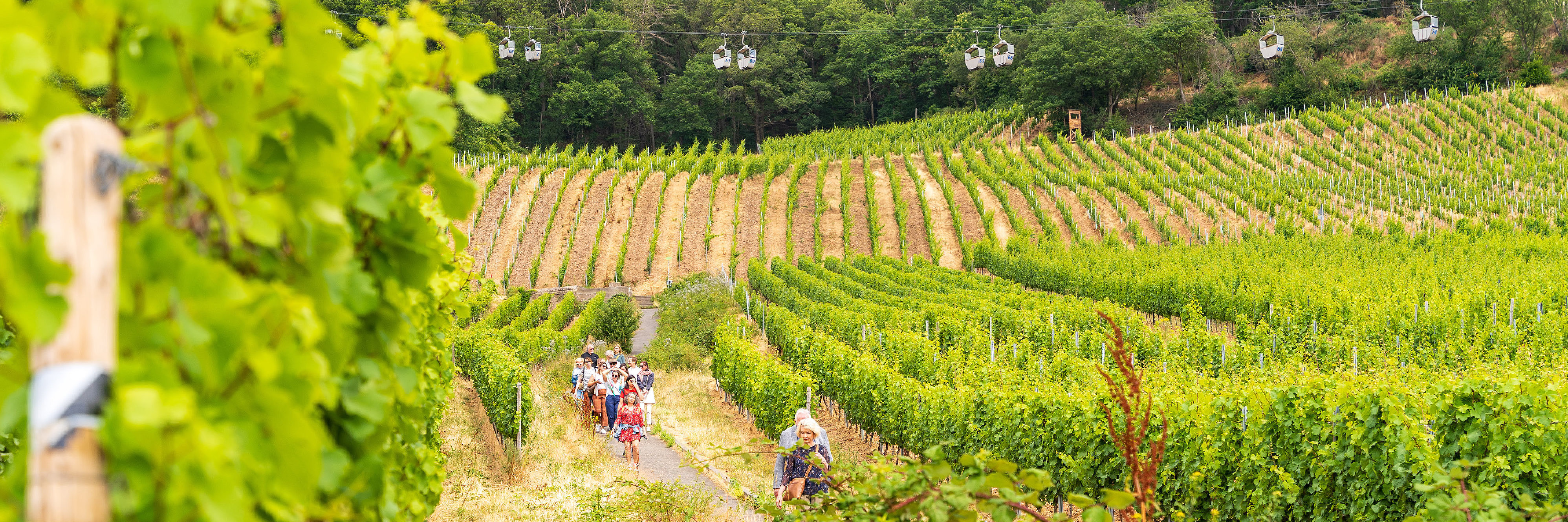 Gruppenangebote Gruppe läuft durch die Weinberge in Rüdesheim, im Hintergrund ist die Seilbahn zu sehen.